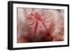 Hairy Squat Lobster-Hal Beral-Framed Photographic Print