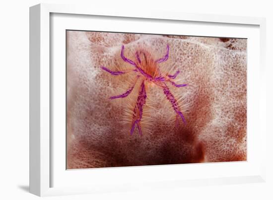 Hairy Squat Lobster-Hal Beral-Framed Photographic Print