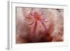 Hairy Squat Lobster-Hal Beral-Framed Photographic Print