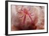 Hairy Squat Lobster-Hal Beral-Framed Photographic Print