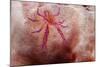 Hairy Squat Lobster-Hal Beral-Mounted Photographic Print