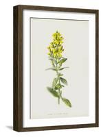 Hairy St John's Wort (Chromolitho)-Frederick Edward Hulme-Framed Giclee Print