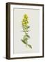 Hairy St John's Wort (Chromolitho)-Frederick Edward Hulme-Framed Giclee Print