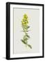 Hairy St John's Wort (Chromolitho)-Frederick Edward Hulme-Framed Giclee Print