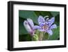 Hairy toad lily-Lisa Engelbrecht-Framed Photographic Print