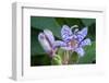 Hairy toad lily-Lisa Engelbrecht-Framed Photographic Print