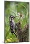 Hairy Woodpecker Female on Fence Post, Marion, Illinois, Usa-Richard ans Susan Day-Mounted Photographic Print