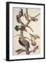 Hairy Woodpecker-John James Audubon-Framed Art Print