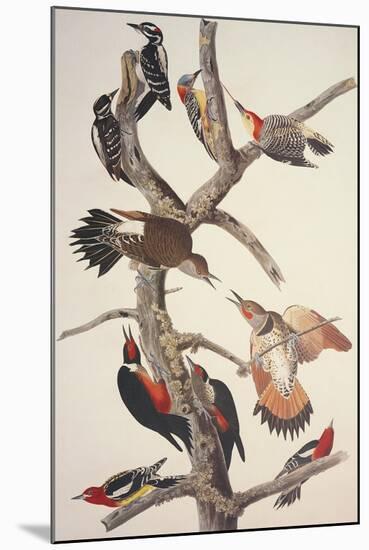 Hairy Woodpecker-John James Audubon-Mounted Art Print