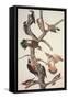 Hairy Woodpecker-John James Audubon-Framed Stretched Canvas