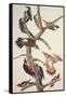 Hairy Woodpecker-John James Audubon-Framed Stretched Canvas