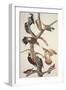 Hairy Woodpecker-John James Audubon-Framed Art Print