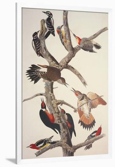 Hairy Woodpecker-John James Audubon-Framed Art Print