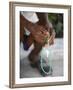 Haitian Woman Praying With Prayer Beads, Port Au Prince, Haiti, West Indies, Central America-null-Framed Photographic Print