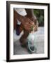 Haitian Woman Praying With Prayer Beads, Port Au Prince, Haiti, West Indies, Central America-null-Framed Photographic Print