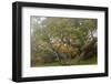 Hakalau Forest National Wildlife Refuge, Big Island, Hawaii-Stuart Westmorland-Framed Photographic Print