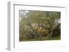 Hakalau Forest National Wildlife Refuge, Big Island, Hawaii-Stuart Westmorland-Framed Photographic Print