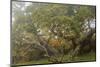 Hakalau Forest National Wildlife Refuge, Big Island, Hawaii-Stuart Westmorland-Mounted Photographic Print