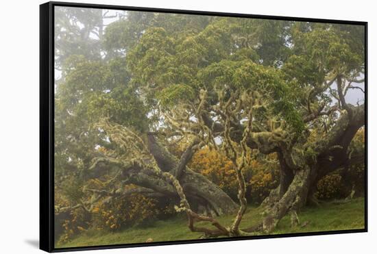 Hakalau Forest National Wildlife Refuge, Big Island, Hawaii-Stuart Westmorland-Framed Stretched Canvas