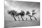 Wood Mount