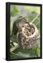 Essential Black