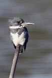 Western Sandpiper-Hal Beral-Photographic Print