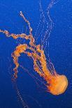 Japanese Sea Nettle-Hal Beral-Photographic Print