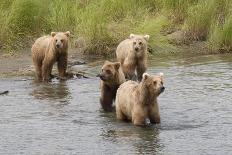 Brown(Grizzly) Bear Mother and Two Year Old Cubs-Hal Beral-Photographic Print