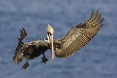 Brown Pelican Landing-Hal Beral-Photographic Print