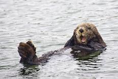 California Sea Otter-Hal Beral-Photographic Print