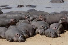 Hippopotamus Herd Resting-Hal Beral-Photographic Print