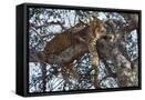 Framed Canvas