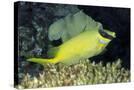 Stretched Canvas