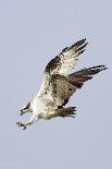 Peregrine Falcon Close-Up-Hal Beral-Photographic Print