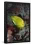 Essential Black