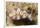 Gramercy White