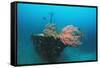 Halaveli Wreck and a Scuba Diver, Maldives.-Reinhard Dirscherl-Framed Stretched Canvas