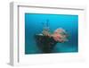 Halaveli Wreck and a Scuba Diver, Maldives.-Reinhard Dirscherl-Framed Photographic Print