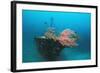 Halaveli Wreck and a Scuba Diver, Maldives.-Reinhard Dirscherl-Framed Photographic Print