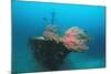 Halaveli Wreck and a Scuba Diver, Maldives.-Reinhard Dirscherl-Mounted Photographic Print