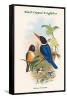 Halcyon Atricapillus - Black-Capped Kingfisher-John Gould-Framed Stretched Canvas