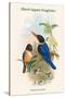 Halcyon Atricapillus - Black-Capped Kingfisher-John Gould-Stretched Canvas