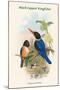 Halcyon Atricapillus - Black-Capped Kingfisher-John Gould-Mounted Art Print