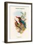 Halcyon Gularis - Manilla Kingfisher-John Gould-Framed Art Print