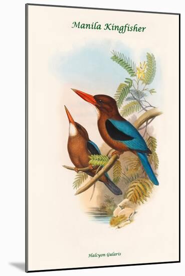 Halcyon Gularis - Manilla Kingfisher-John Gould-Mounted Art Print