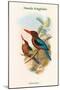 Halcyon Gularis - Manilla Kingfisher-John Gould-Mounted Art Print
