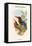 Halcyon Gularis - Manilla Kingfisher-John Gould-Framed Stretched Canvas