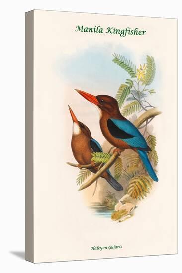 Halcyon Gularis - Manilla Kingfisher-John Gould-Stretched Canvas