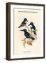 Halcyon Stictolaema - Spotted-Throated Kingfisher-John Gould-Framed Art Print