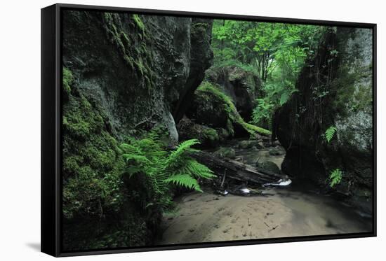 Halerbach - Haupeschbach Flowing Between Moss Covered Rocks with Ferns (Dryopteris Sp.) Luxembourg-Tønning-Framed Stretched Canvas